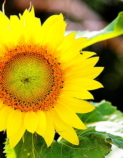 Spectacular Sunflower, Lower Galilee