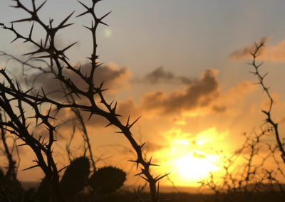 Thorny sunset photo