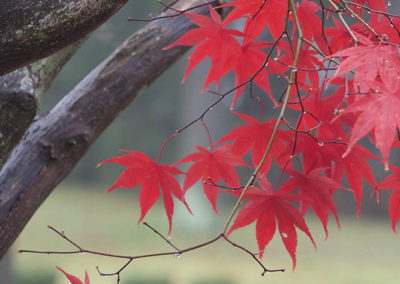 Red maple leaves photo